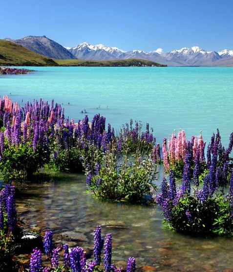 Lake Pukaki and Aoraki Mt Cook, New Zealand — Campervanz Rentals